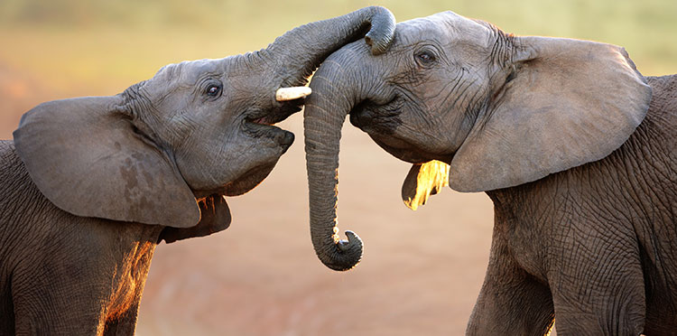 Elephants greeting