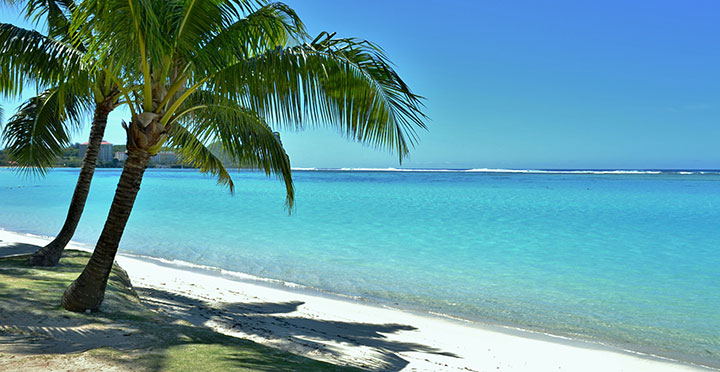 Beach and palm tree