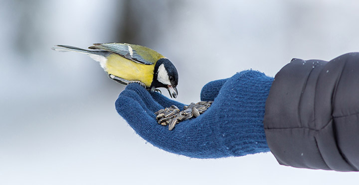 Hand with sunflower seeds and small bird