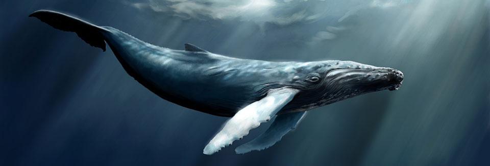 Humpback Whale