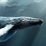 Humpback Whale Thumbnail