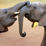 Elephants greeting