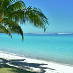 Beach and palm tree