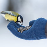 Hand with sunflower seeds and small bird